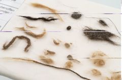 Foto von Textil (NHMW-PRAE-120968)